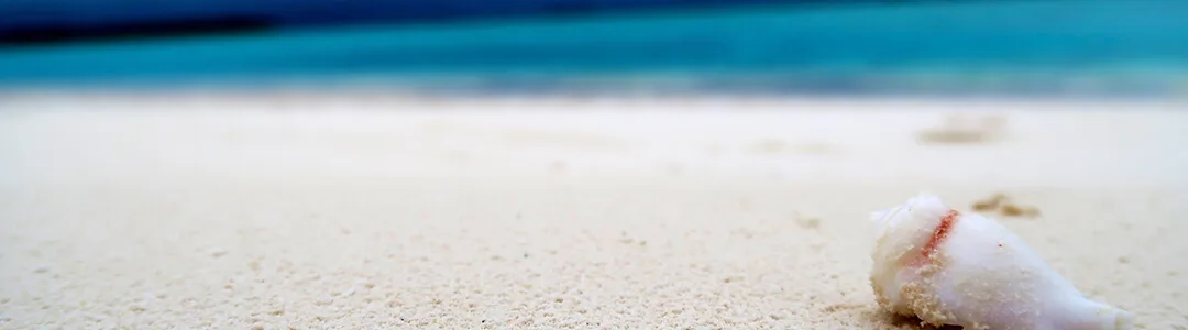 shells